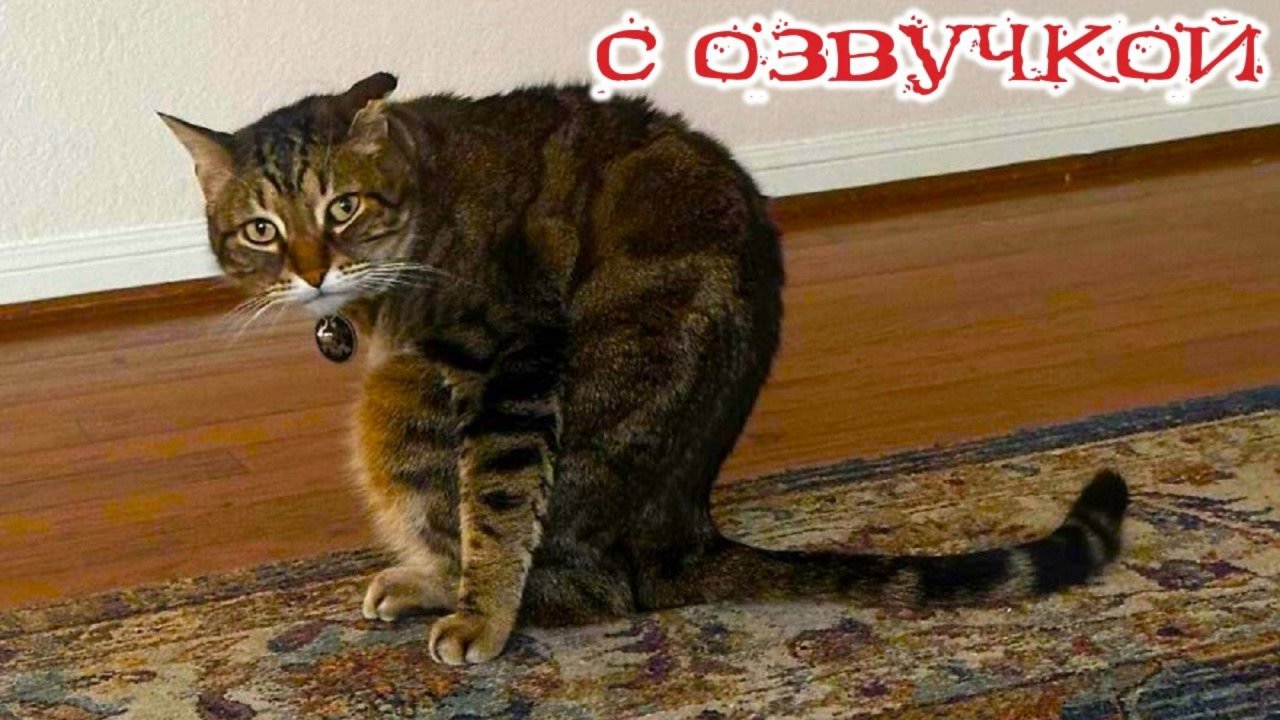 Приколы с котами! С ОЗВУЧКОЙ! - СМЕШНЫЕ КОТЫ!- Самые смешные животные! Тест на психику!!