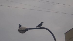 Ворона изучает язык чайки