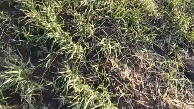 Опрыскивание - результат. Виды на урожай. Агрометеостанция #20 смотреть онлайн