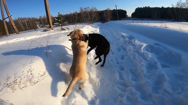 Прогулка в лесу с собаками.