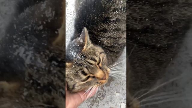 Нужен дом ласковой кошке с автобазы. Поиск хозяев не дал результатов. СПб и ЛО. Колпино.