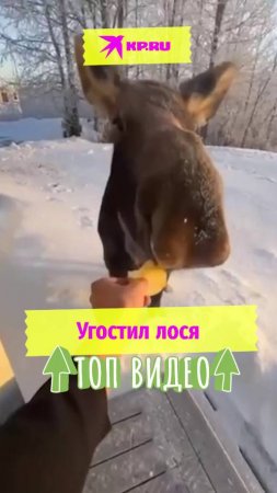 Угостил лося