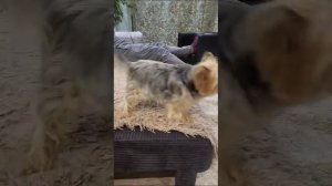 🐶 🐶
