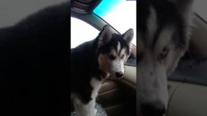 хаски поёт