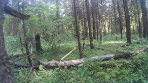 Как научиться правильно рубить топором