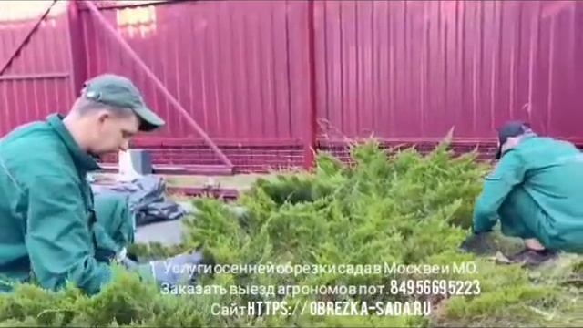 Услуги обрезки хвойных деревьев и кустов в Москве и МО по тел. +74956695223, https://obrezka-sada.ru