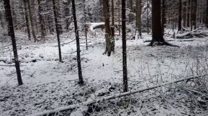 Памятка начинающему туристу. Легко ли заблудиться в лесу