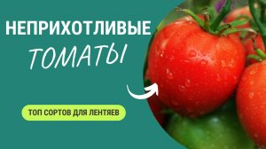 Томаты для Лентяев: Самые Урожайные и Неприхотливые Сорта