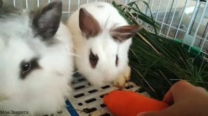 Кролики кушают