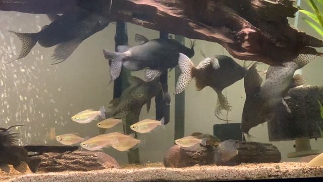 Synodontis Eupterus, aka Featherfin catfish смотреть онлайн