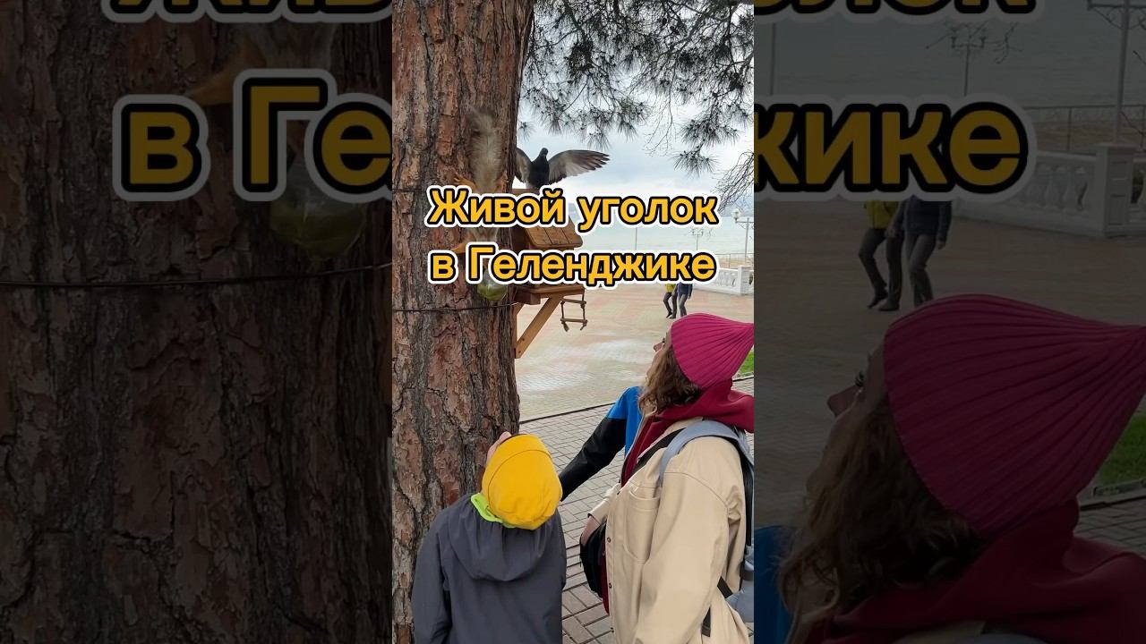 На набережной Геленджика есть прекрасные места для кормления белок и голубей #геленджик #набережная