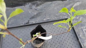 двух сортовая яблоня
Мой сайт - https://www.prosad67.ru