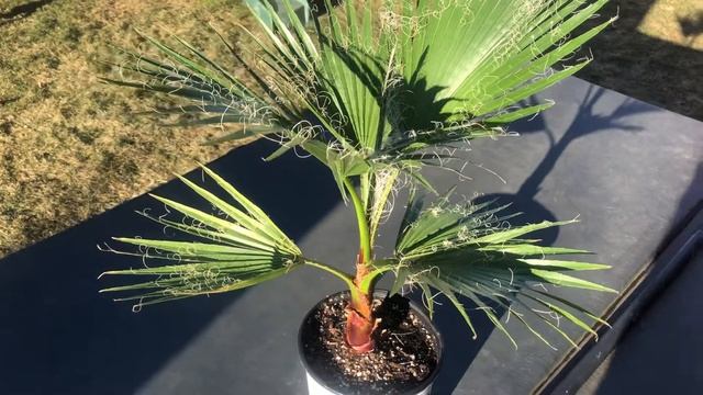 15 months old washingtonia robusta palm