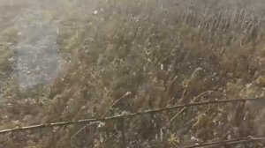 №47 Уборка подсолнечника зерновой жаткой. Скороспелый сорт в Сибири