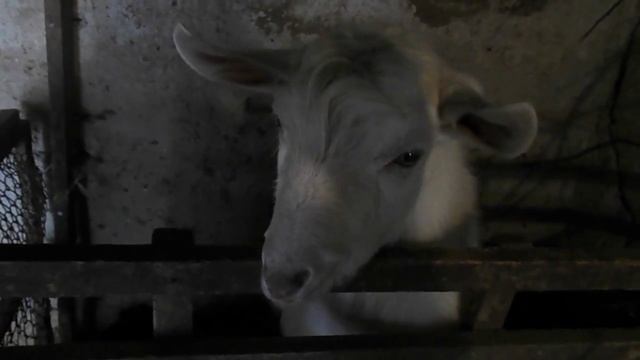 козёл Яша(Эдуард) смотреть онлайн