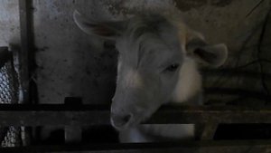 козёл Яша(Эдуард)