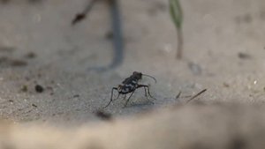ГЕПАРД СРЕДИ ЖУКОВ, СКАКУН - МЕЖНЯК/ МИЛЛИМЕТРОВАЯ ВСЕЛЕННАЯ