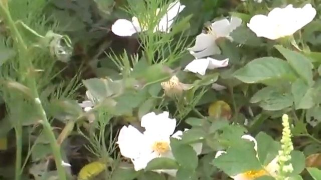 Дикий шиповник цветёт, кратко. Наш травник смотреть онлайн