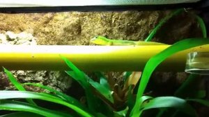 Phelsuma Laticauda vs Fly