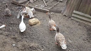 Гуси Летунок