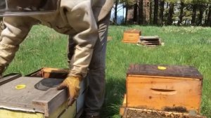 Иан Степплер: пересадка прошлогодних 6-рамочных отводков и подготовка нуклеусов к новым (Канада)