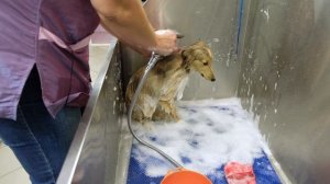 Щенок ШЕЛТИ. Правила ухода.Содержание, груминг. Руководство пользователя.