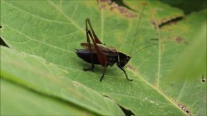 Пение кузнечика