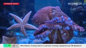 Гигантский осьминог обжился в Московском зоопарке