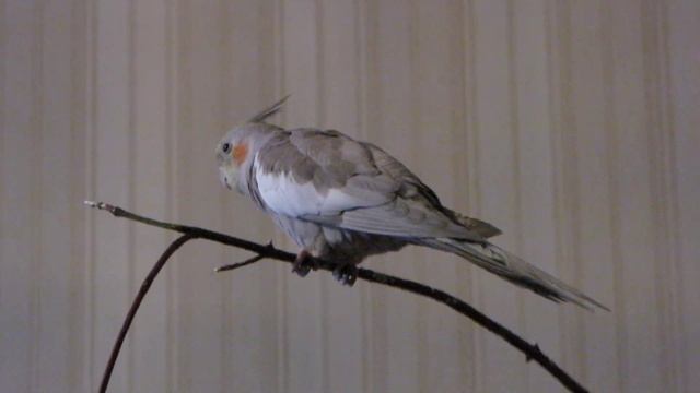 Карелла поет