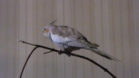 Карелла поет