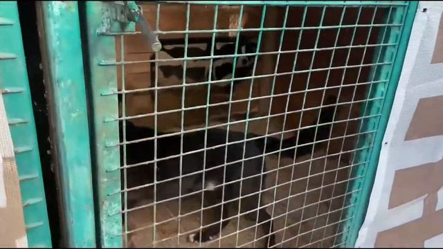 Приезжайте к нам в приют Некрасовка🫶🏻🐾 Собаки очень ждут!#собакавдобрыерукимосква