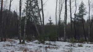 Лес Козьи Горы в Березках  вблизи Гнездово.