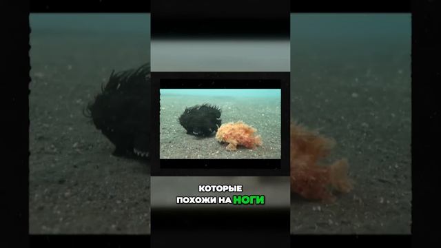 Удивительные морские жабы, которые ходят по дну: Загадочные существа, ищущие приключения. #shortsar