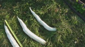 Как выращиваю дайкон