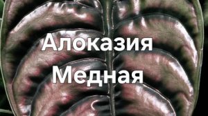 Алоказия Медная