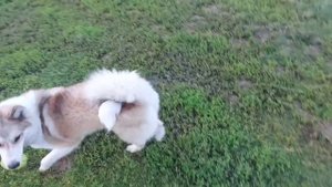 Усиление шатра