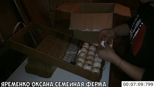 Хайбрид конвертер. Особый режим инкубирования. Инкубация чать 1. Закладка