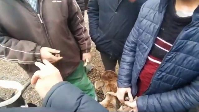 14 декабря 2021г АНДИЖОН ШАХРИХОН ХОЛДВОГБЕК ЧОЖА МОЛ БОЗОРИ СУТИ КОП СИГИРЛАР НАРХЛАРИ