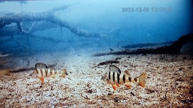 "Наплевательское "отношение к рыбаку.Глубина 3.8м,пасмурно,снег.1080Р; смотреть онлайн