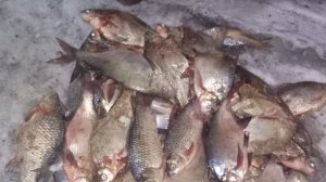 Зимний лещ. Учебная лекция у лунки. Часть 2 Зима  Маныч От Юрия Философа