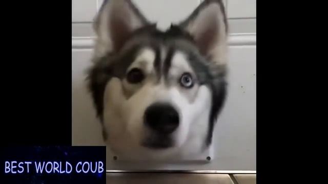 BEST WORLD COUB #85 Лучшие приколы
