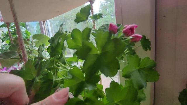 Ю Мерлизон 2 и мои пеларгониевые джунгли пеларгония