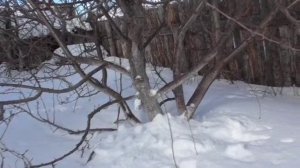 Закапываю снегом деревья на весну