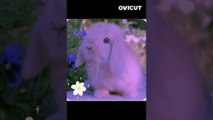 Татьяна Буланова....Бум пам.