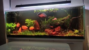 Новые коряги в цихлиднике #аквариумистика #цихлиды #коряга #аквариумныйдизайн #акваскейп