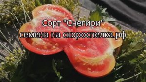 Вкуснющие толстобрюхие томаты сорта "Снегири" из под открытого неба розово малиновые. Семена у нас.