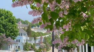 Невероятные сиреневые кусты и деревья на острове Макинак | Пешая экскурсия под звуки природы