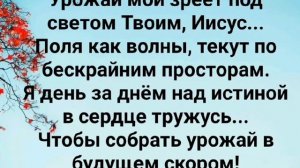 "НИВА В ПОЛЕ ПОСПЕЛА!" Слова, Музыка: Жанна Варламова