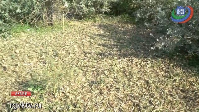 В Дагестане сельхозземли защищают от саранчи смотреть онлайн