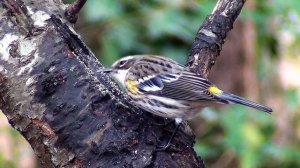 11129315-hd_1920_1080_30fps